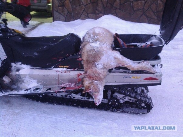 Реакция пса на вой волков