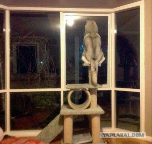 Позитива пост. Собакены и Котены.