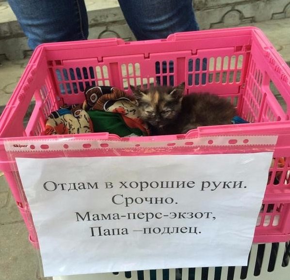 Картинки и демотиваторы