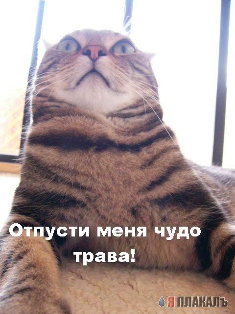 ПРО АНАШУ