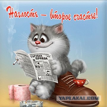 Котовторник 22.12.2015
