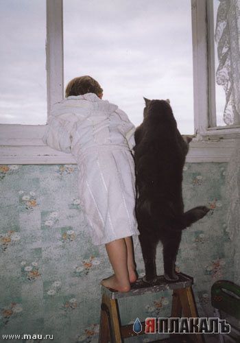 Кошки и Собаки - большая подборка