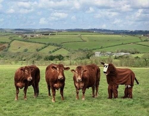 Картинки из интернетов