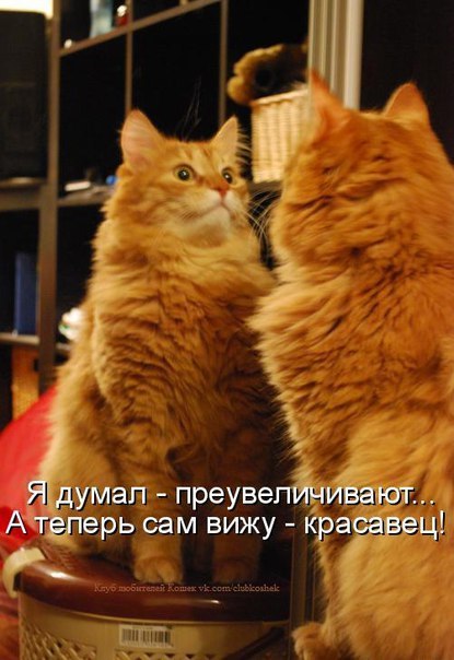 Мохнатые беспредельщики