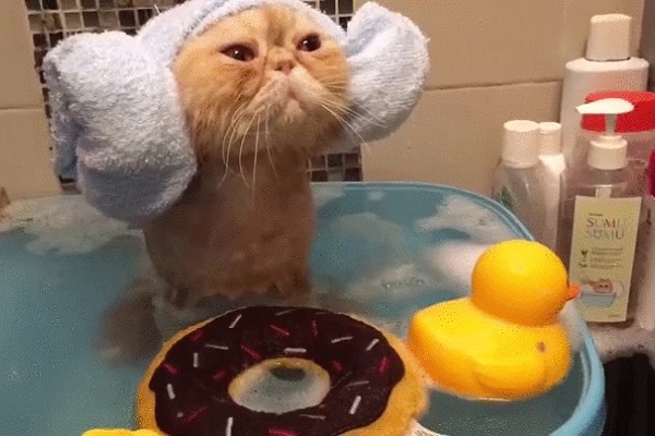 Котоводам на заметку