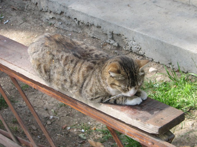 Крымские коты.