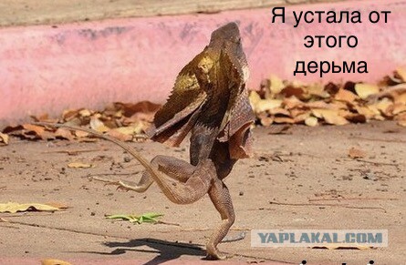 Звери в юбках или откуда взялся миф о женской доброте