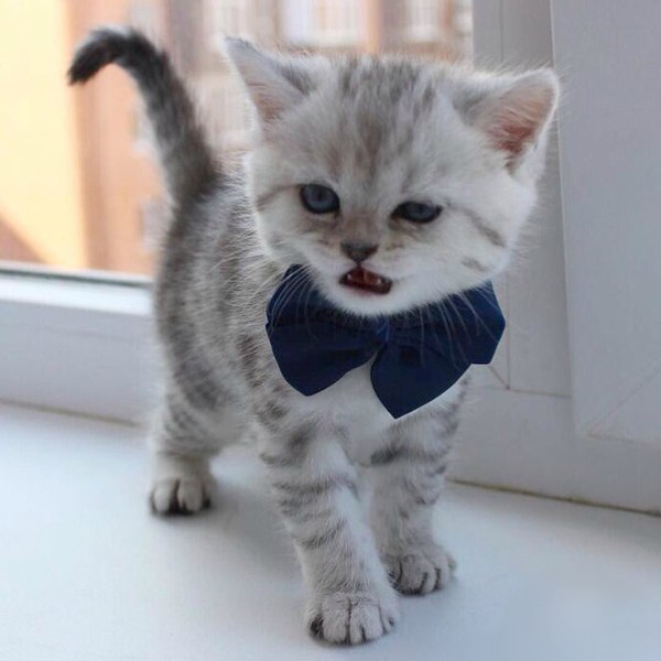 Коты и Кошки
