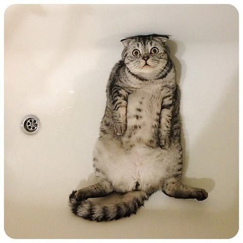 Коты и Кошки