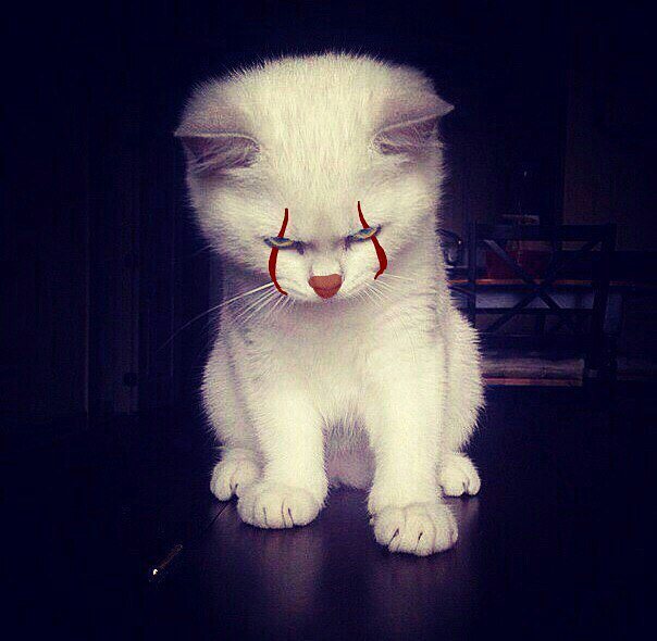 Коты и Кошки
