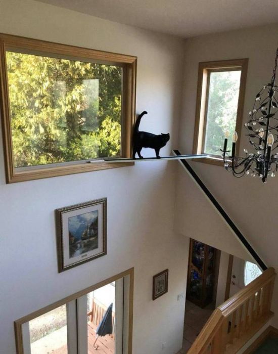Прикольных котов пост