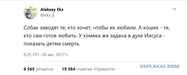 Однажды я нашла собаку...