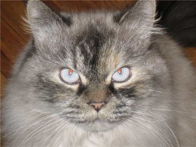 Прикольные коты на среду! ОЧЕНЬ МНОГО!
