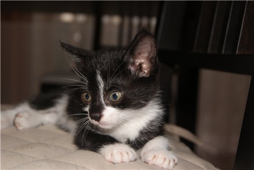 Котовторник 06.09.11