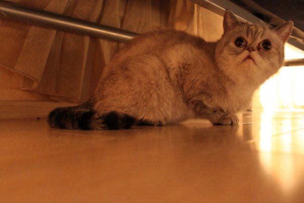 Котовторник так котовторник!