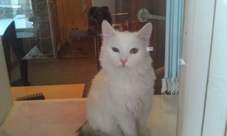 Котовторник 22.11.11