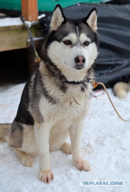 2 года Собаке-терминатору