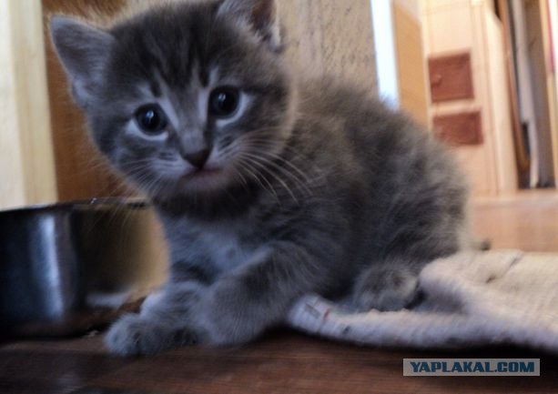 Котовторник 1 мая 2012