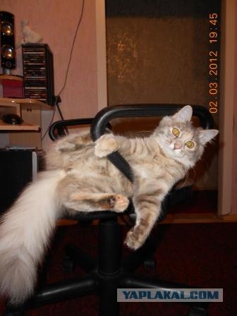 Котовторник 24.07.2012