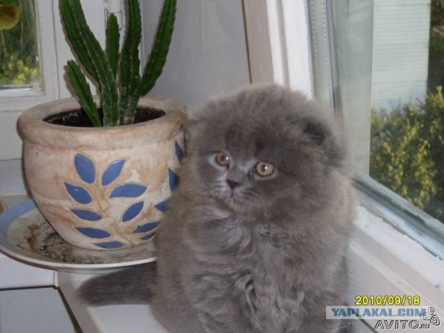 Котовторник 07.08.2012