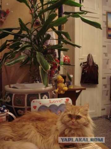 Котовторник 30.10.2012