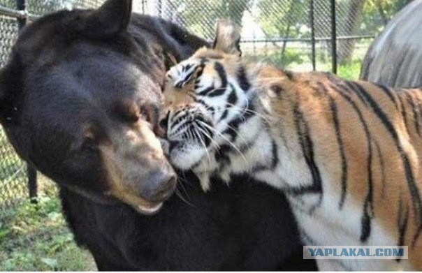 Дружба между львом, тигром и медведем