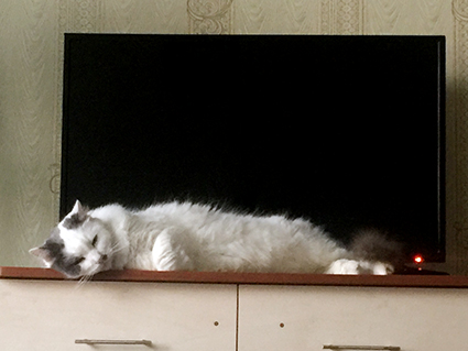 Просто мой кот