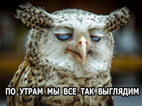 Забавные животные