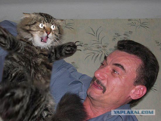 Злой кот