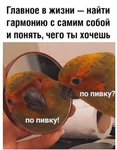 Картинки с надписями фразы и анекдоты