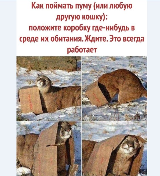 Картинки и мемы для настроения 02.02.2021