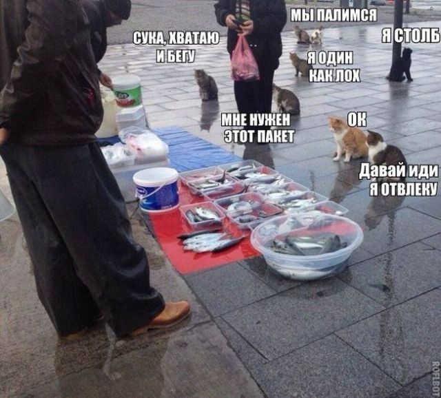 Картинки с надписями и котами