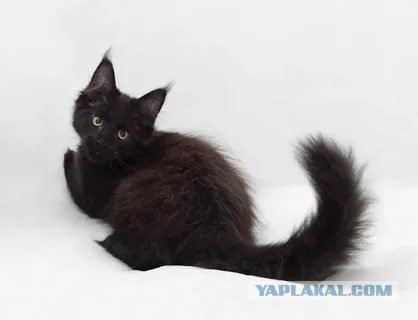 Кошки оставляют следы своих лапок в наших сердцах