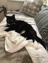 Мои личные котейки к котовторнику!