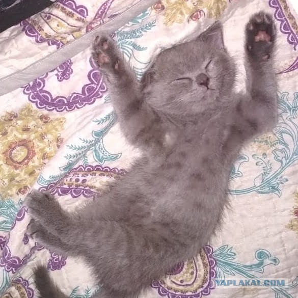 Выключайте скорее свои мимиметры!