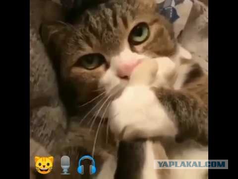 У каждого должен быть пакет с пакетами