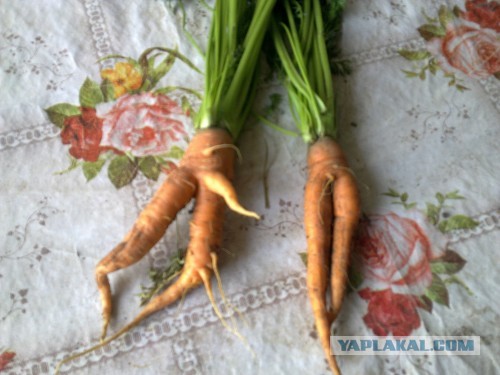 Санкционный урожай.