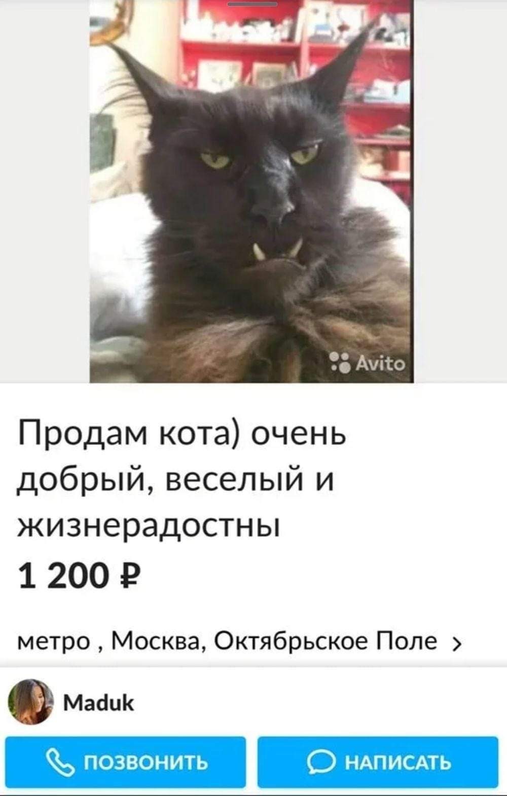 Красивое Объявление О Продаже Котят