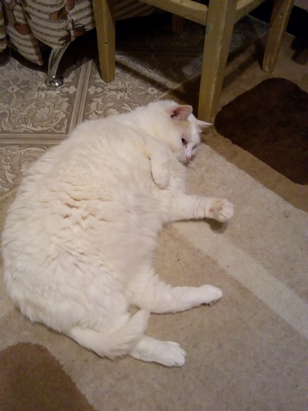 Толстые коты