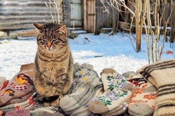 С котовторником ЯПовцы