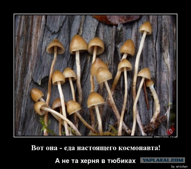 Лес, грибы и...