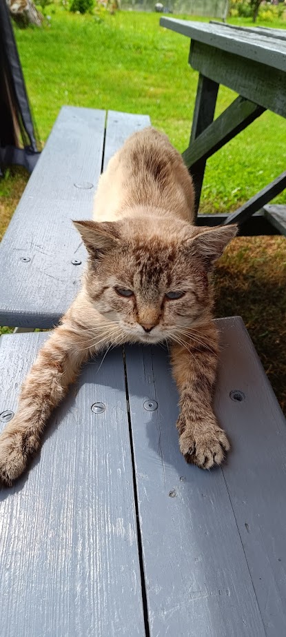 К котовторнику