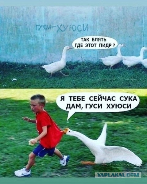 Десятилетний мальчик из Москвы продаёт пластилиновых гусей по 15 рублей на Авито. Становление будущего магната