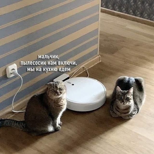 К котовторнику: подборка картинок-баянов с котиками и про котиков. Выпуск 17