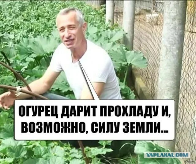 На Западе новый тренд — пользователи кладут себе в носки сырую картошку перед сном.
