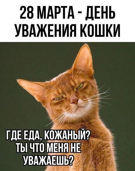 Сегодня отмечается международный День уважения кошек