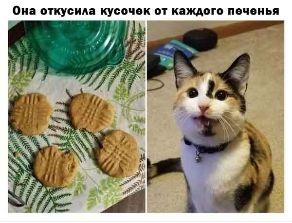 К котовторнику: подборка картинок-баянов с котиками и про котиков. Выпуск 42.
