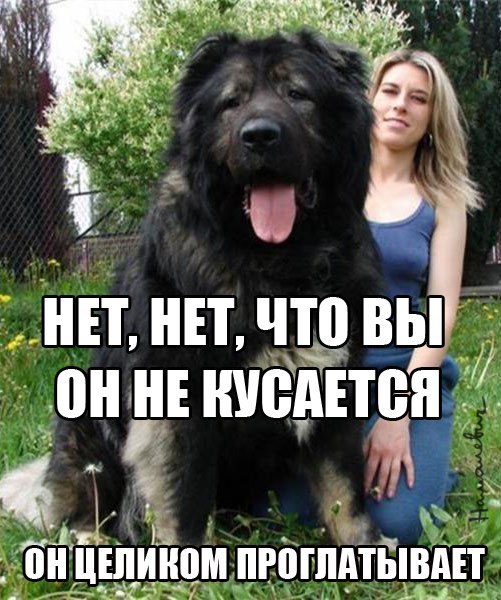 Тибетский мастиф атакует женщину