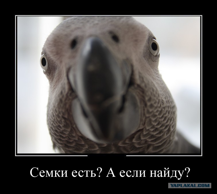 Голубь семки есть. Семки есть. Семки есть найду. Мемы с голубями. Дай семок.