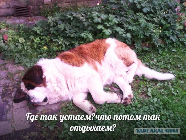 А,чё,все, про котеек, и 404? Давайте,про собакенов